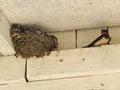 Swallow bird - songbird with a forked tail and long pointed wings